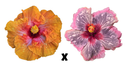 Hibiscus Seeds (Golden Gate x Handsome Ty) - 4/5 seeds