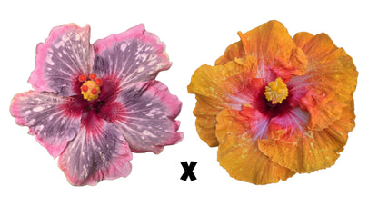 Hibiscus Seeds (Handsome Ty x Golden Gate) - 5 seeds