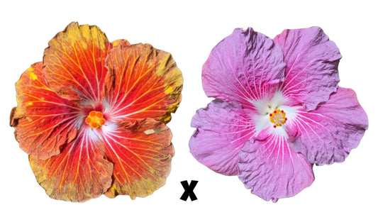 Hibiscus Seeds (Lightning Jack x Stargazer) - 4 seeds