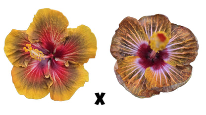 Hibiscus Seeds (Smauge x Mother Nature) - 3 seeds