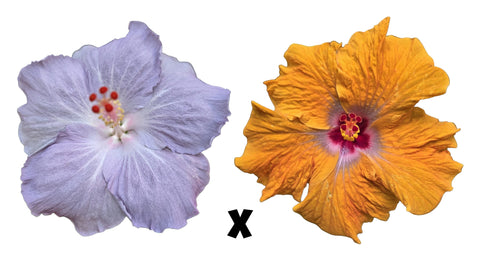 Hibiscus Seeds (Cajun Blue x Crossfire) - 5 seeds