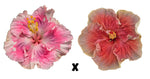 Hibiscus Seeds (Pink Ruffle x Texas Wild) - 5 seeds