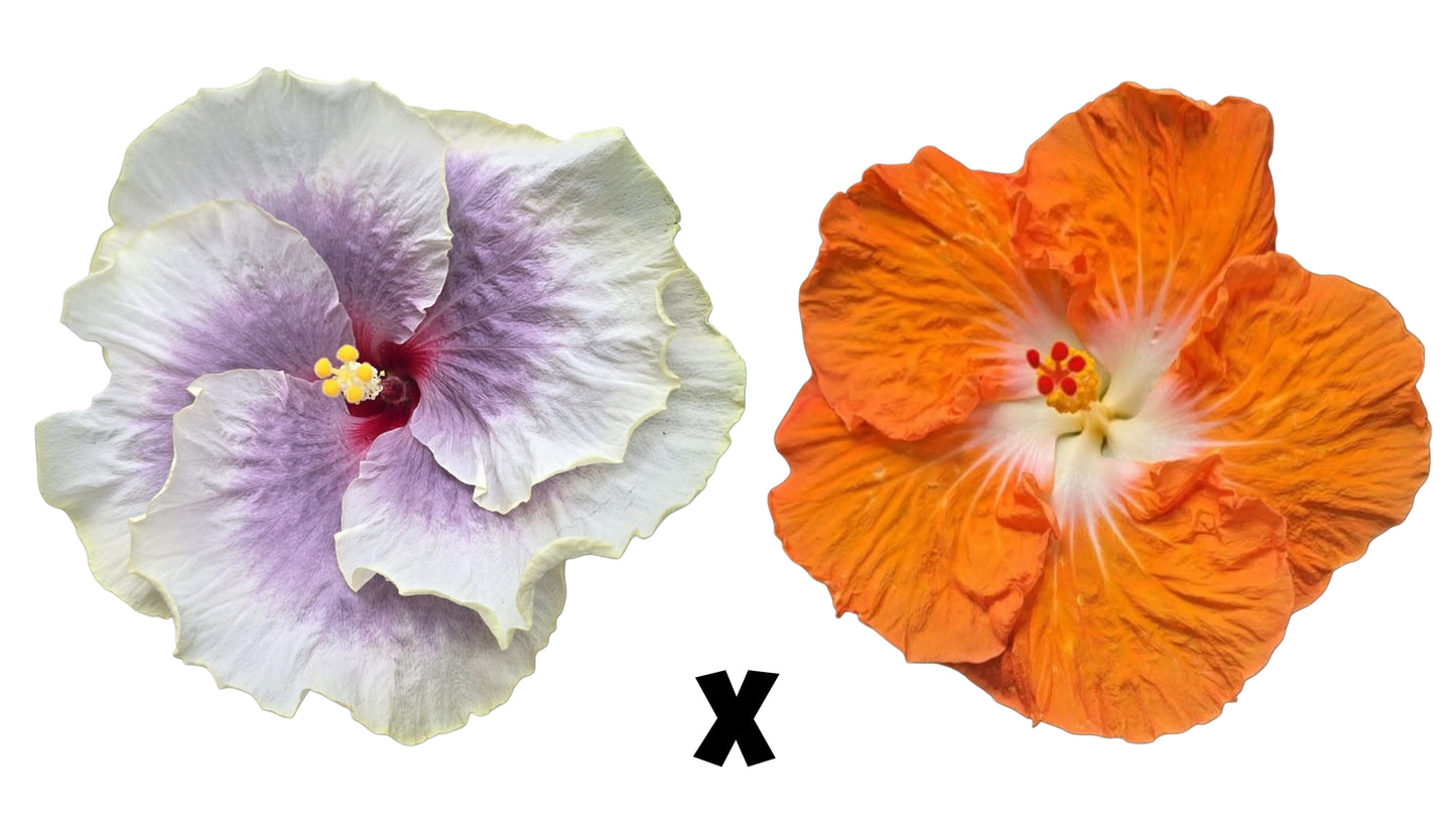 Hibiscus Seeds (Tahitian Taui x Orange Cappuccino) - 4 seeds