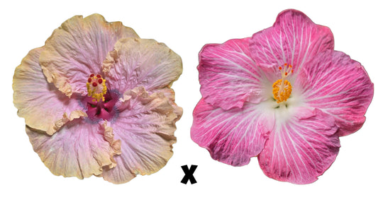 Hibiscus Seeds (Sonny's Passion x Stargazer) - 3/4 seeds