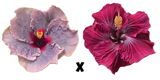 Hibiscus Seeds (Blue Jean Baby x Black Dragon) - 4/5 seeds