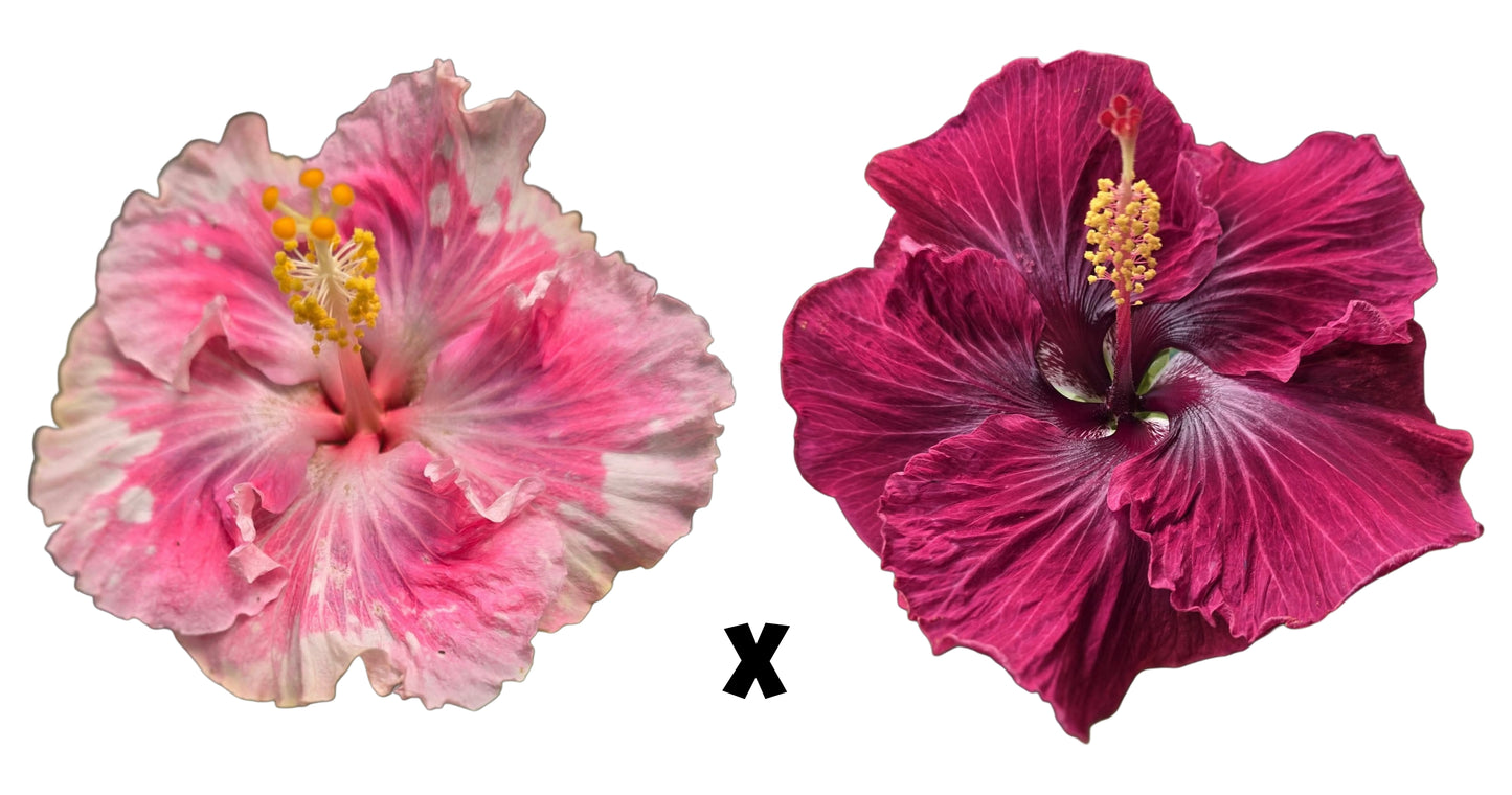 Hibiscus Seeds (Pink Ruffle x Black Dragon) - 5 seeds