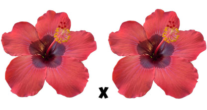 VALUE Hibiscus Seeds (Y-7 x Y-7) - 4 seeds