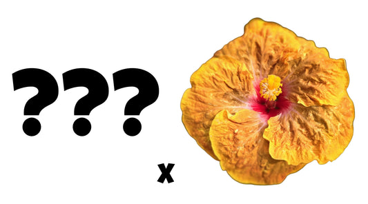 * READ DESCRIPTION* Hibiscus Seeds (Unknown x Leopard) - 2 seeds