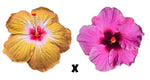 Hibiscus Seeds (Peanut Butter x Creole Darlin') - 5 seeds