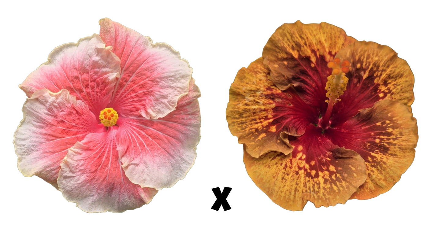 Hibiscus Seeds (Tahitian Ursula's Gift x Princess Oksana) - 1 seed