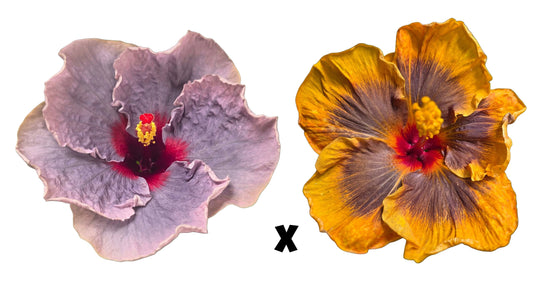 Hibiscus Seeds (Blue Jean Baby x Smauge) - 5 seeds