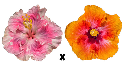 Hibiscus Seeds (Pink Ruffle x Golden Gate) - 5 seeds