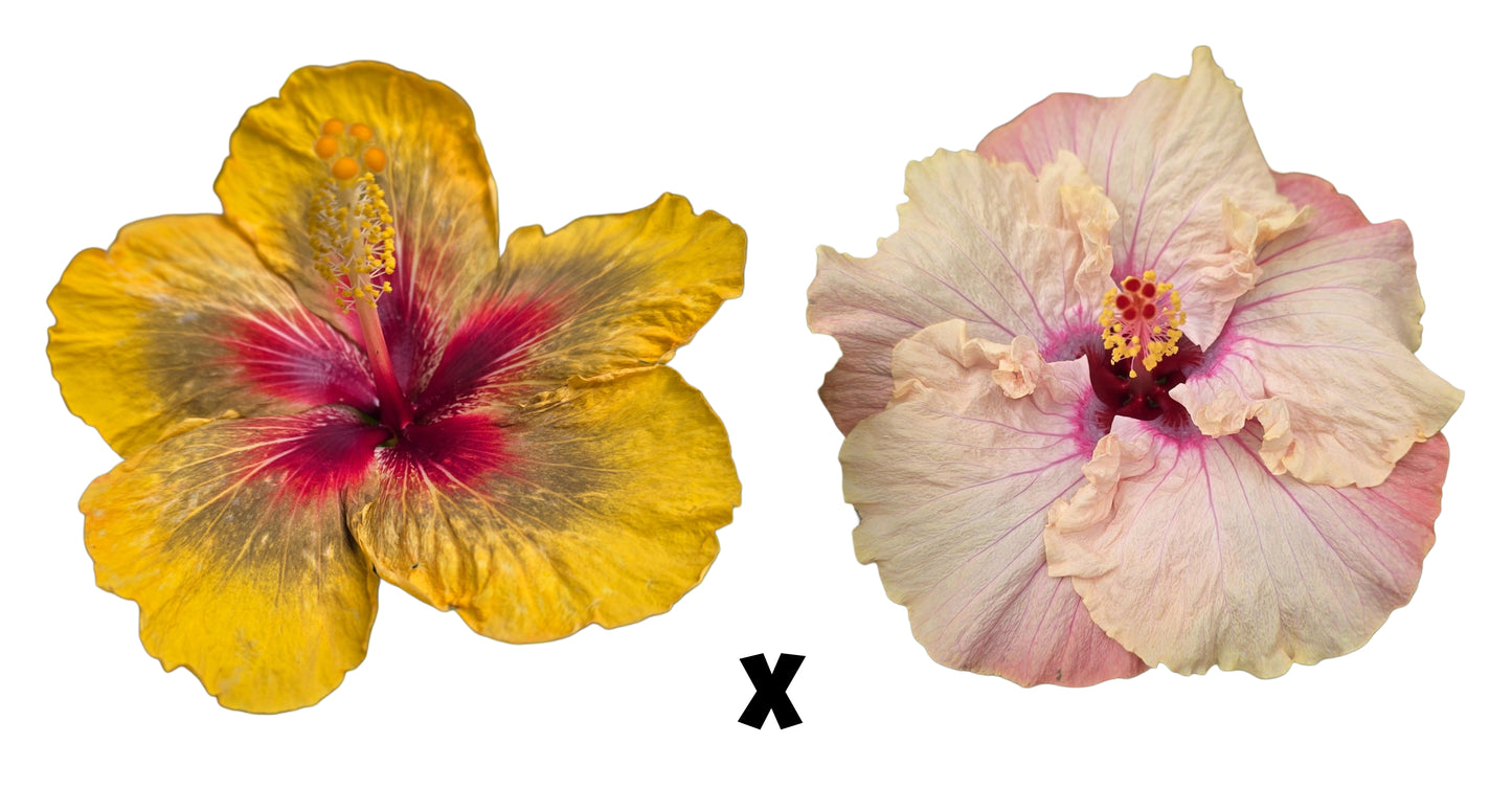 Hibiscus Seeds (Smauge x Free Spirit) - 5 seeds