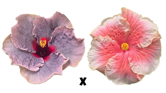 Hibiscus Seeds (Blue Jean Baby x Tahitian Ursula's Gift) - 4/5 seeds