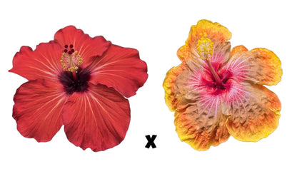 Hibiscus Seeds (Strawberry Crush x Vero's Soiree) - 8 seeds