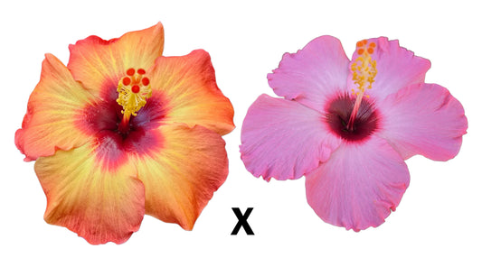 Hibiscus Seeds (O-4 x Flamingo Crush) - 5 seeds