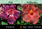 Tropical Hibiscus Cross (Violetta x Sgt. Seth Trahan) 4" Starter Plant