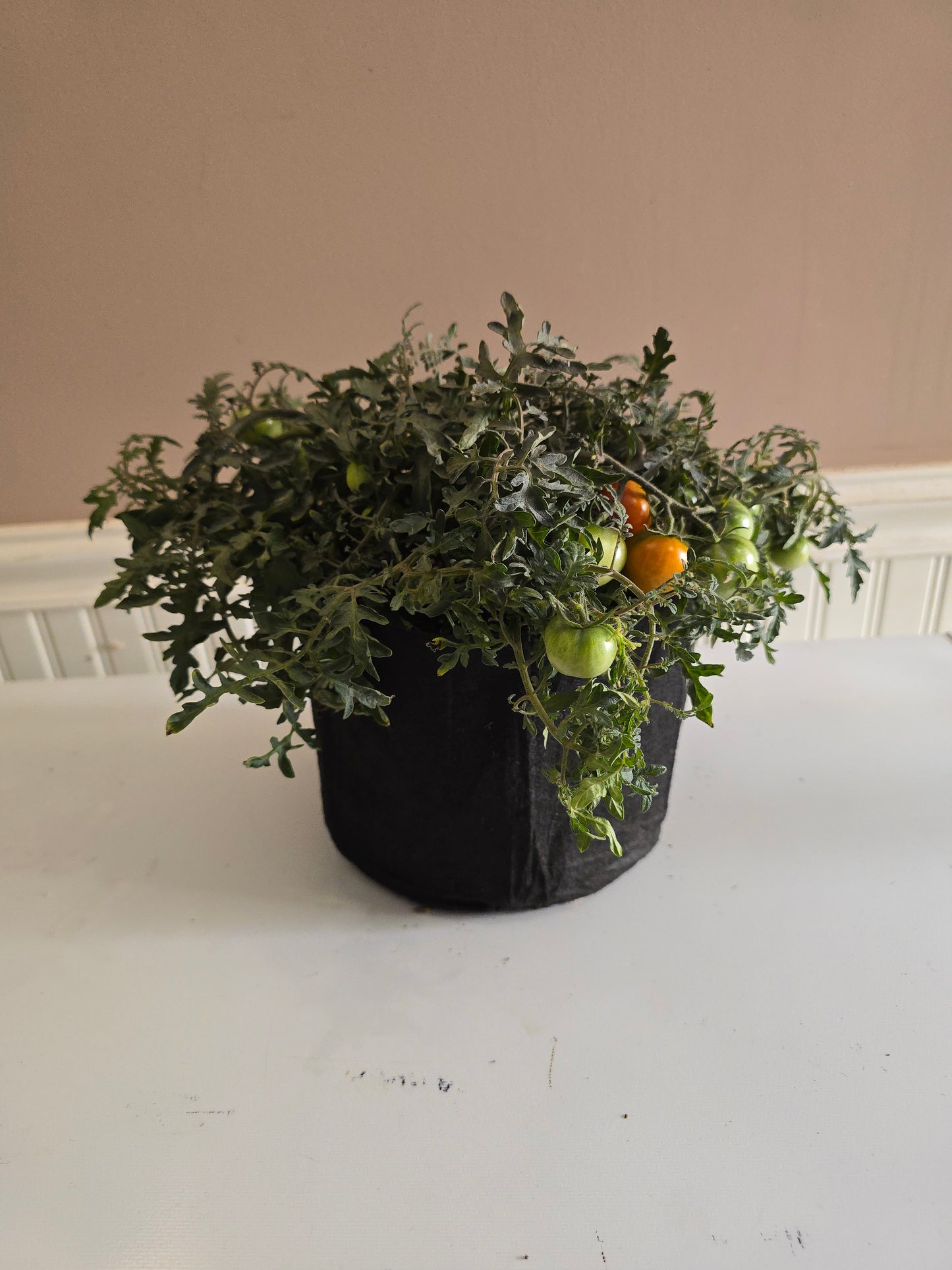 Carrot Mini Micro Dwarf Tomato Seeds (15 seeds)