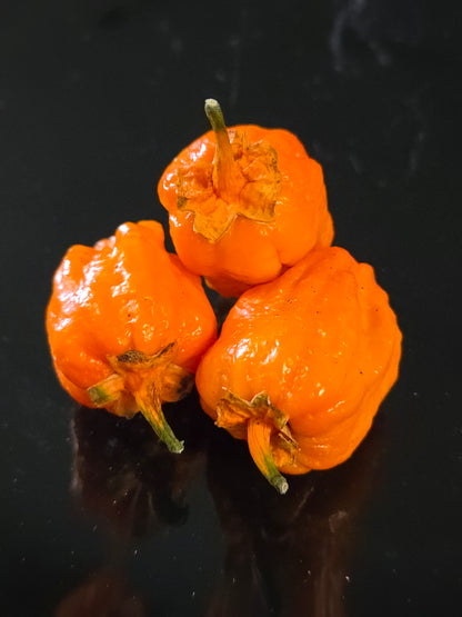 7-Pot Bubblegum Pumpkin (15 seeds)