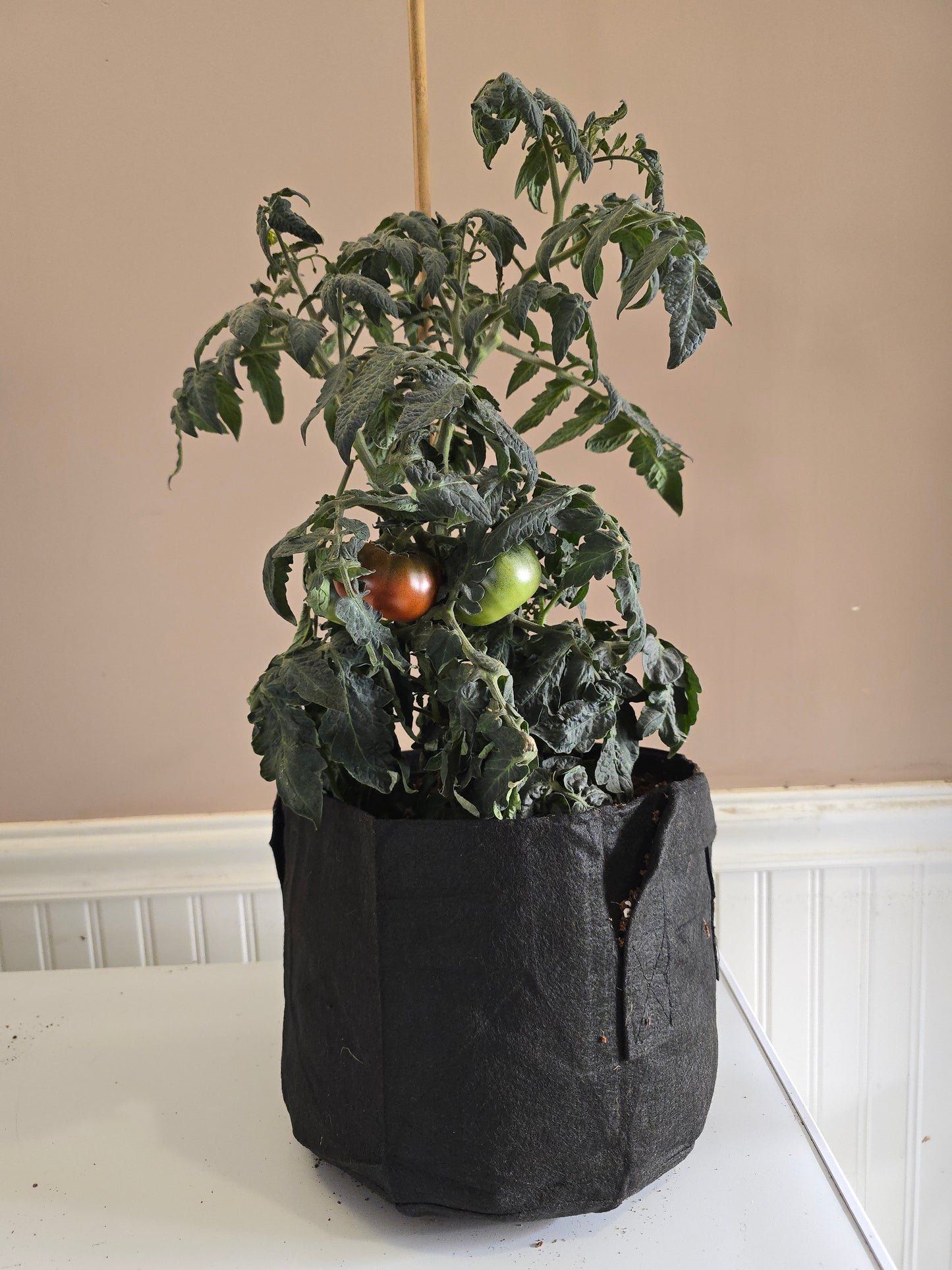 Chocolate Champion Dwarf Tomato Seeds (15 seeds)