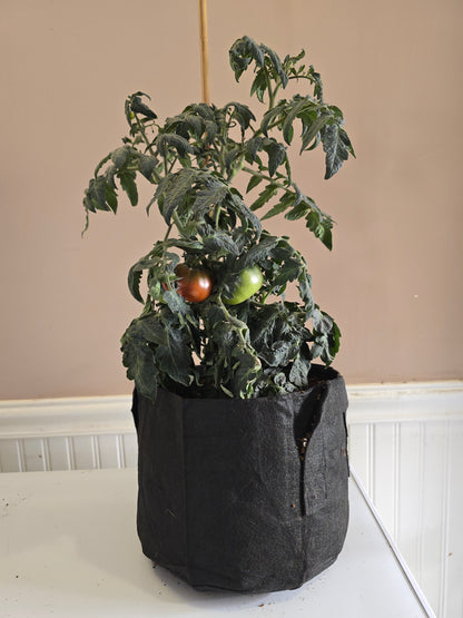 Chocolate Champion Dwarf Tomato Seeds (15 seeds)