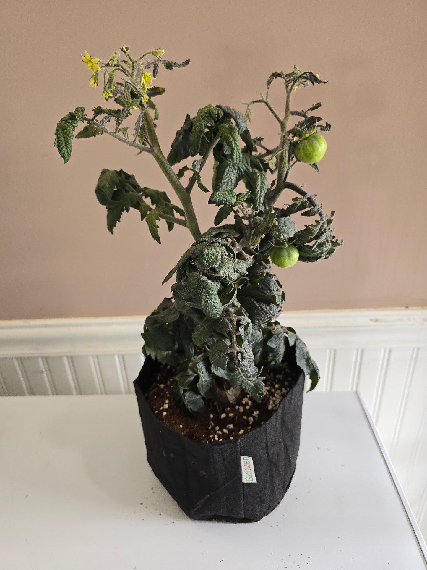 Emerald Flame Micro Dwarf Tomato Seeds (15 seeds)