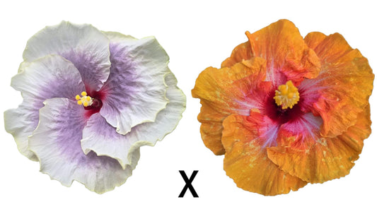 Hibiscus Seeds (Tahitian Taui x Golden Gate) - 3 seeds