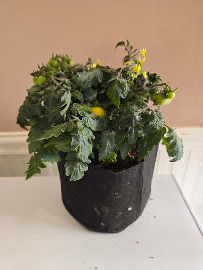 Gourmandise Yellow Micro Dwarf Tomato Seeds (15 seeds)