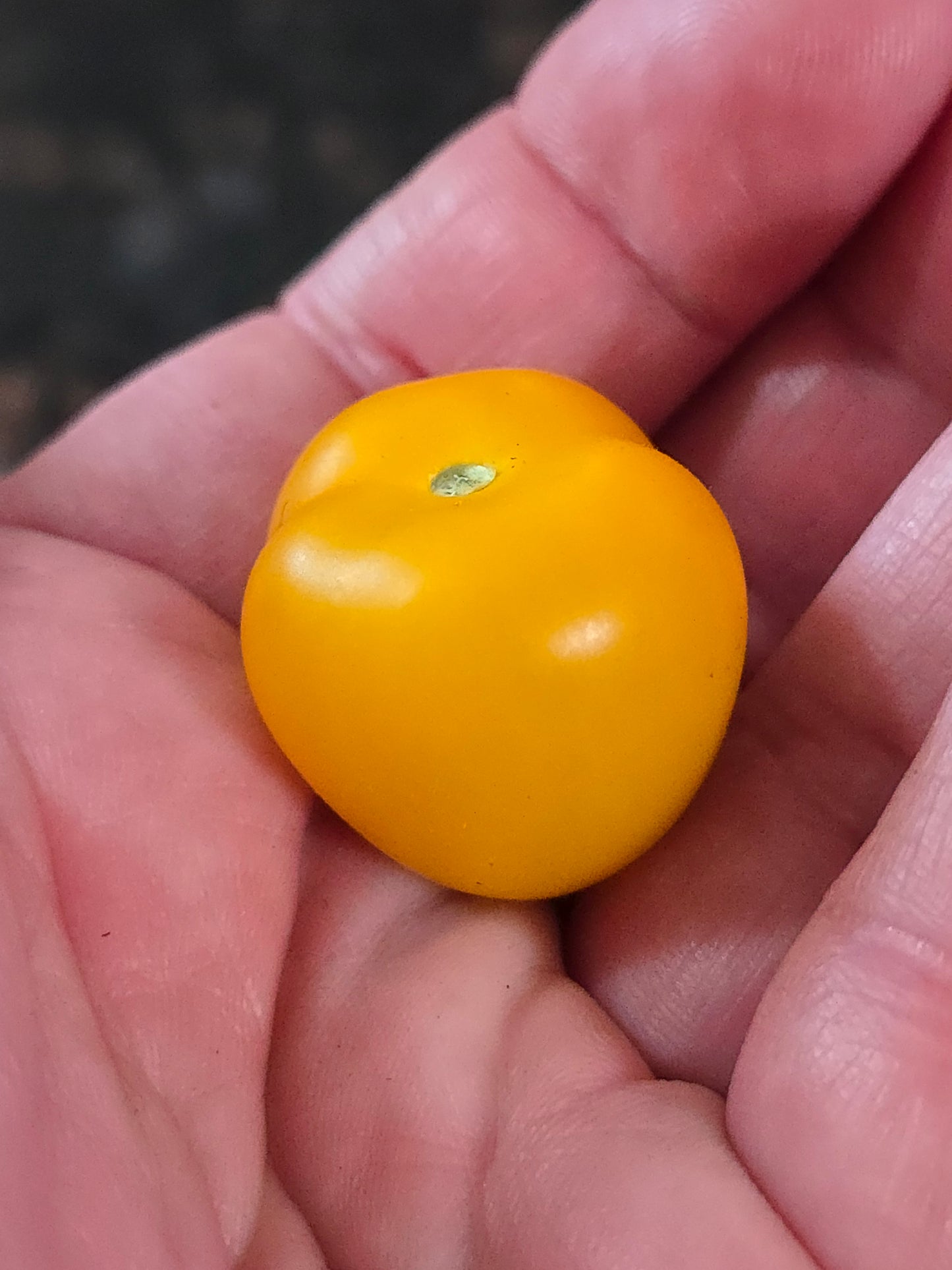 Orange Hat Micro Dwarf Tomato Seeds (15 seeds)