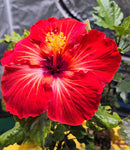 MEDIUM UG Roots Cross-Breed Tropical Hibiscus 3.5" Pot Starter Plant *SHIPS FREE*