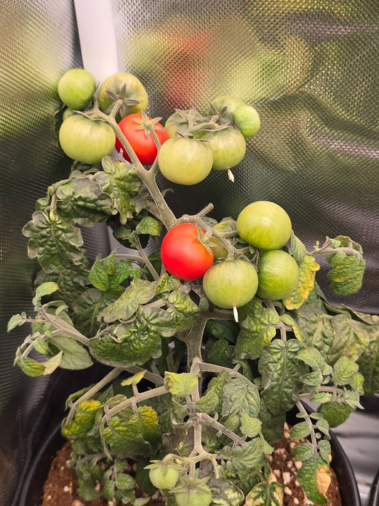 Minibel Micro Dwarf Tomato Seeds (15 seeds)