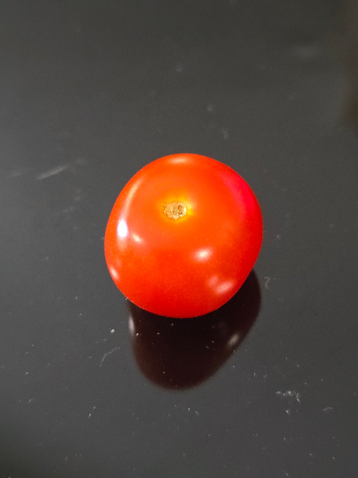 Pigmy Micro Dwarf Tomato Seeds (15 seeds)