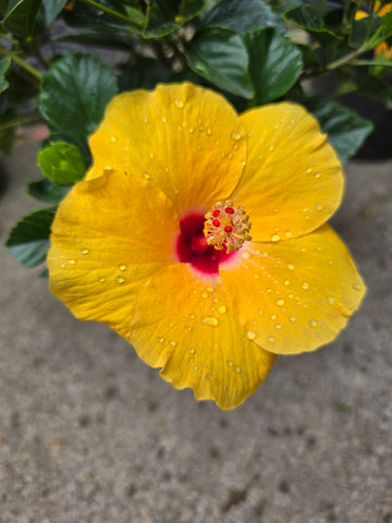 Hibiscus Seeds (Unknown x Tropical Breeze Yellow) - 5 seeds