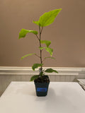 LARGE UG Roots Cross-Breed Tropical Hibiscus 3.5" Pot Starter Plant *SHIPS FREE*