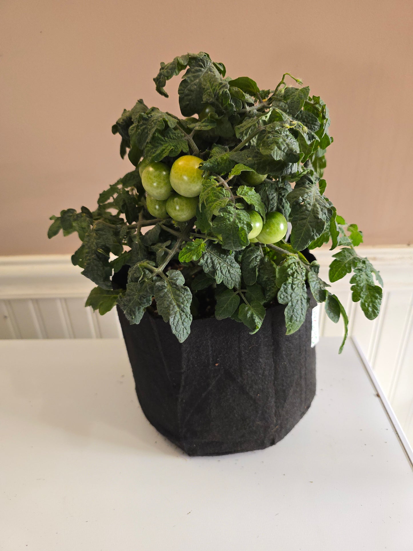 Pigmy Micro Dwarf Tomato Seeds (15 seeds)