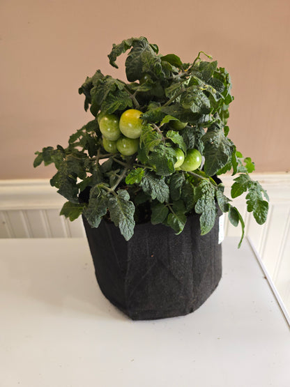 Pigmy Micro Dwarf Tomato Seeds (15 seeds)