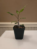 MEDIUM UG Roots Cross-Breed Tropical Hibiscus 3.5" Pot Starter Plant *SHIPS FREE*
