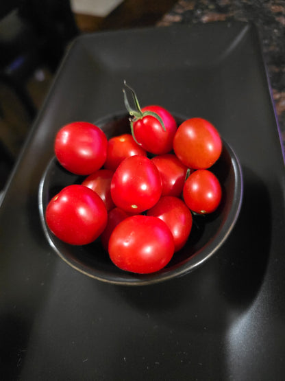Fantastico (Hybrid) Compact/Basket Tomato Seeds (15 seeds)
