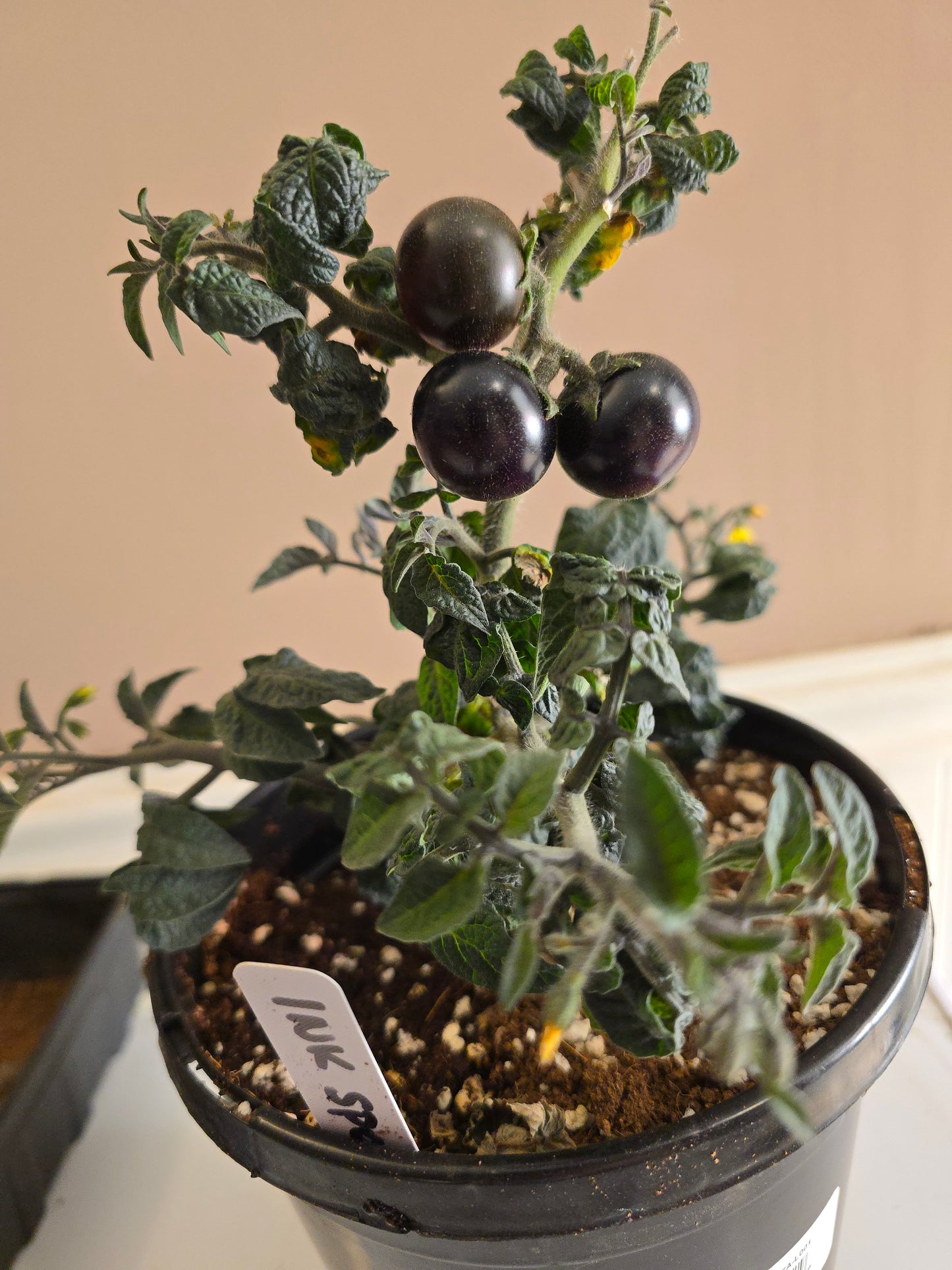 Inkspot Micro Dwarf Tomato Seeds (15 seeds)