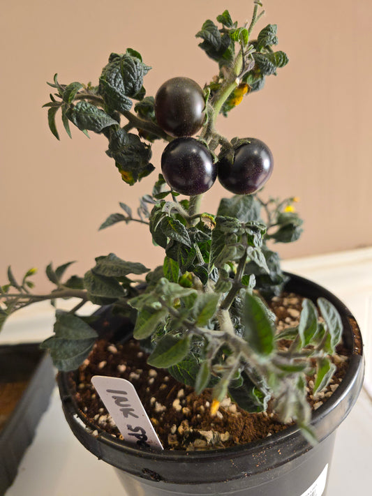 Inkspot Micro Dwarf Tomato Seeds (15 seeds)