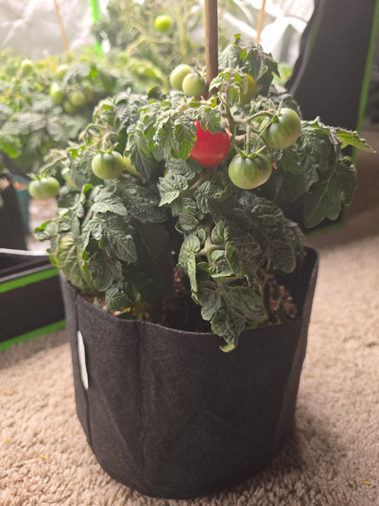 Little Red Riding Hood Micro Dwarf Tomato Seeds (15 seeds)