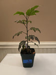 LARGE UG Roots Cross-Breed Tropical Hibiscus 3.5" Pot Starter Plant *SHIPS FREE*