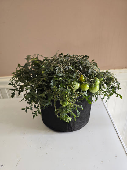 Carrot Mini Micro Dwarf Tomato Seeds (15 seeds)