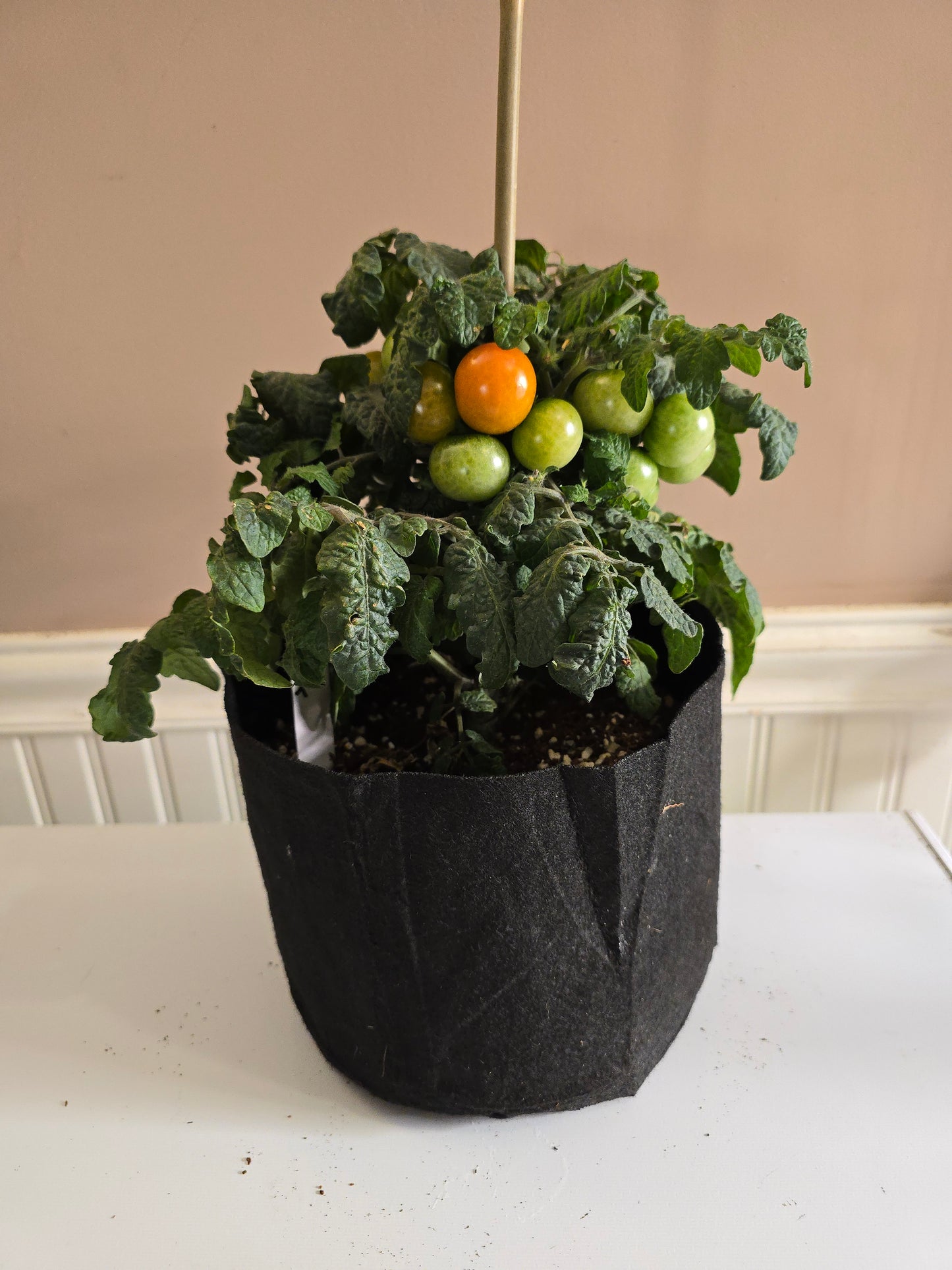 Pigmy Micro Dwarf Tomato Seeds (15 seeds)