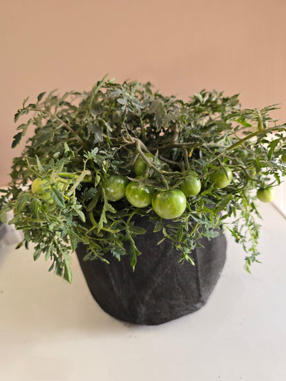 Carrot Mini Micro Dwarf Tomato Seeds (15 seeds)