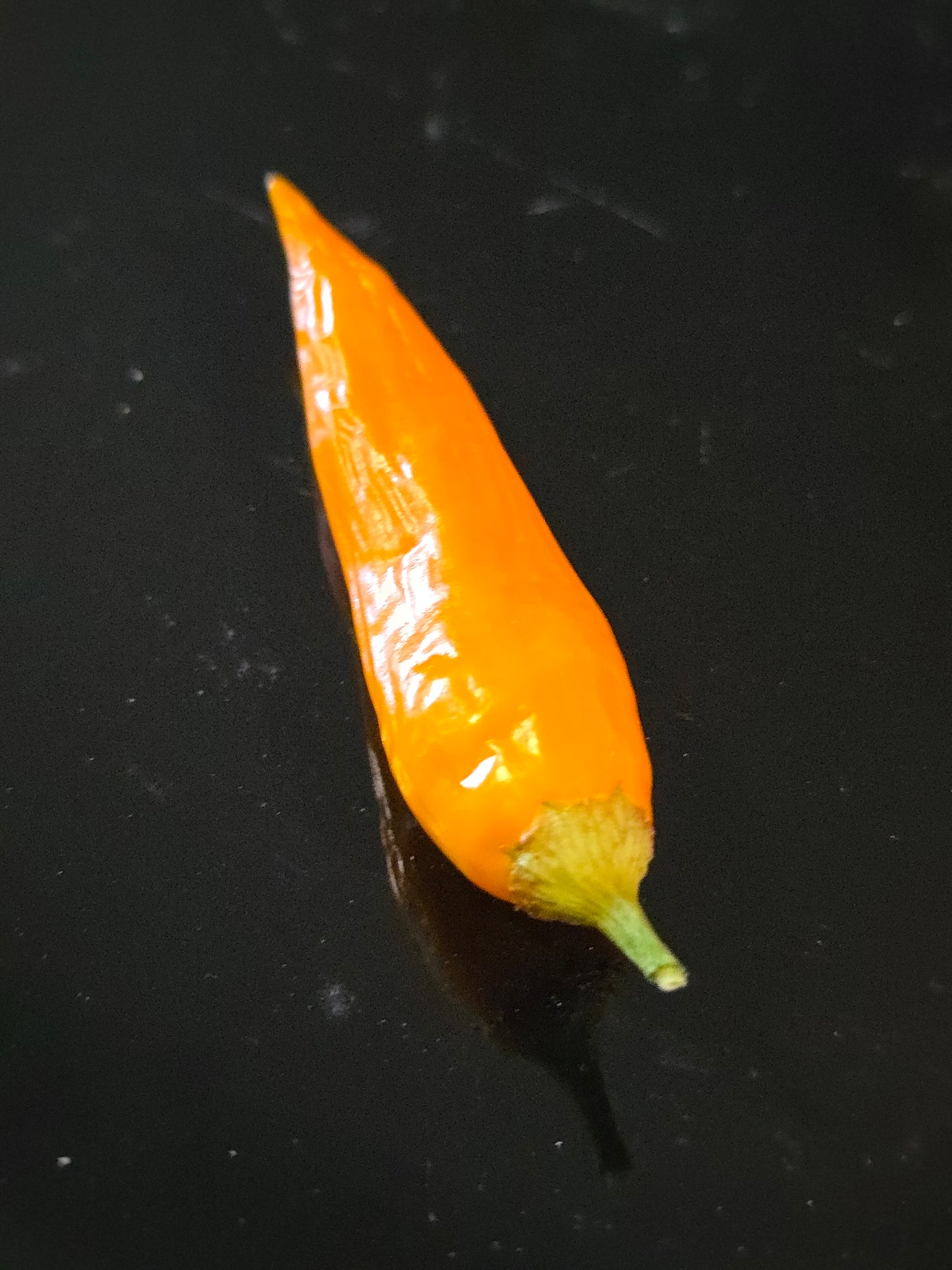 Aji Mango (15 seeds)