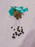 Hibiscus Seeds (Cajun Starburst x Unknown)