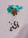 Hibiscus Seeds (Painted Lady x Unknown)