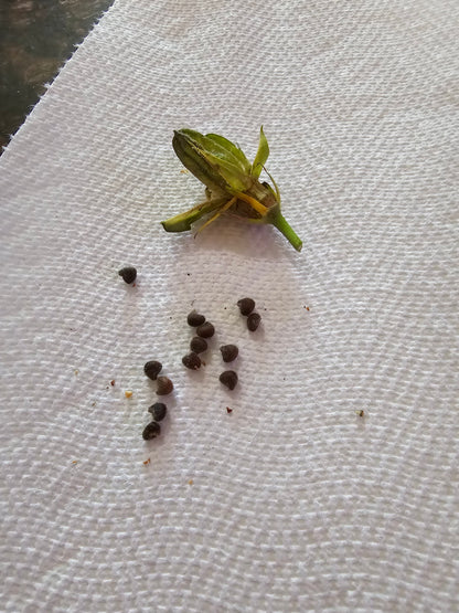 Hibiscus Seeds (Voodoo Magic x Unknown) - 2 seeds