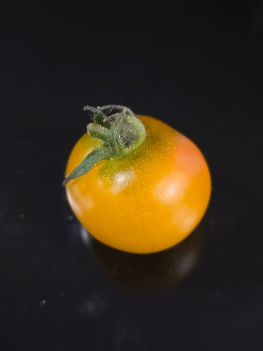 Gourmandise Yellow Micro Dwarf Tomato Seeds (15 seeds)
